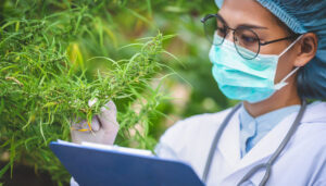 Medical Marijuana Research in Louisiana